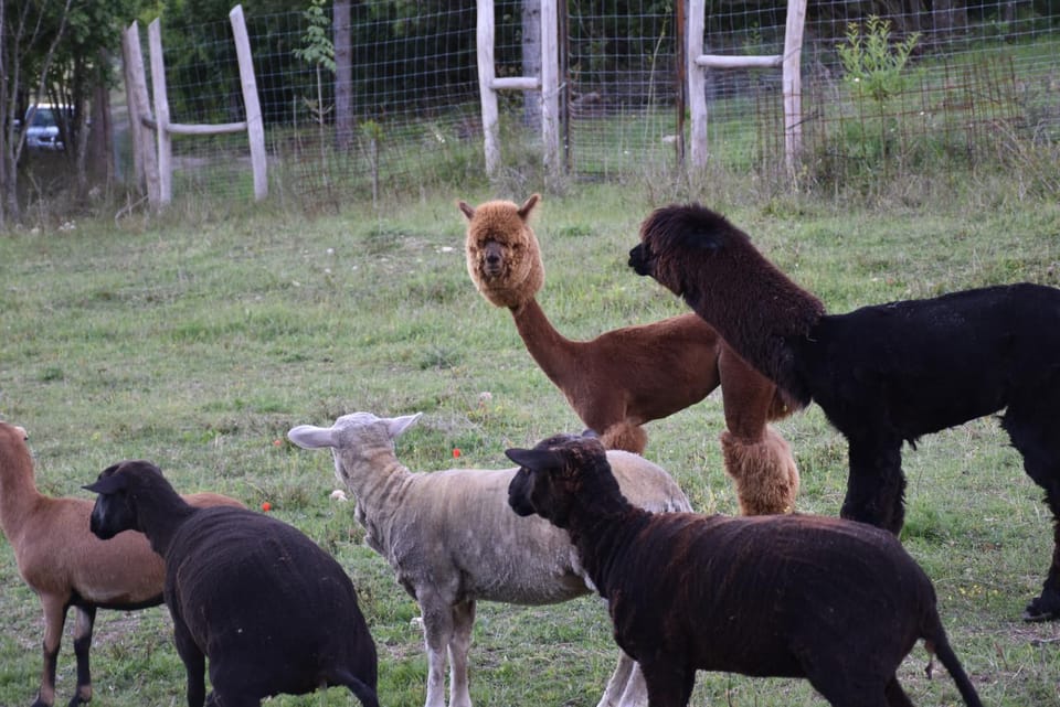 Animals