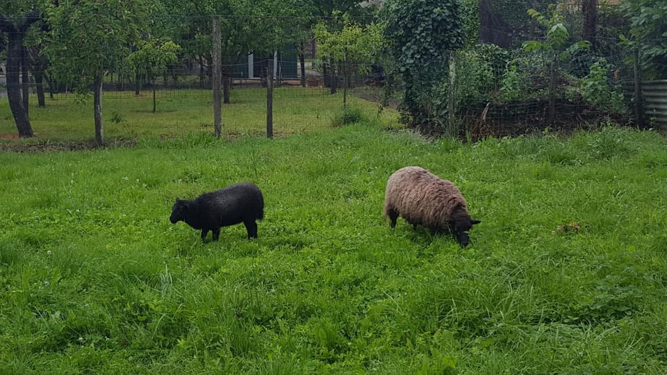 Animals