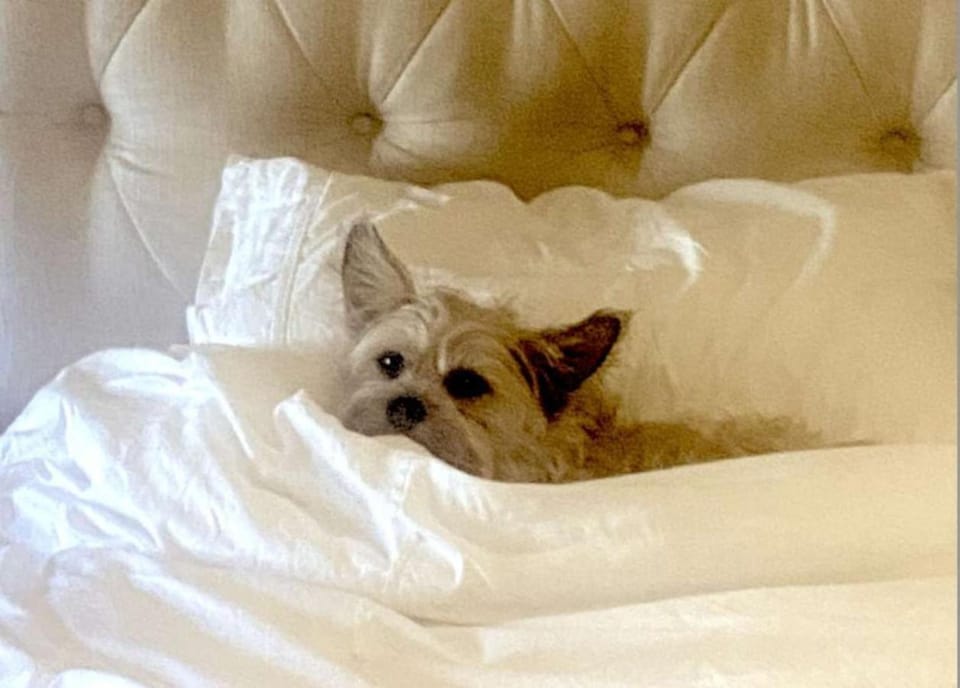Beechwood by the Bay Dog Friendly House in Lower Township
