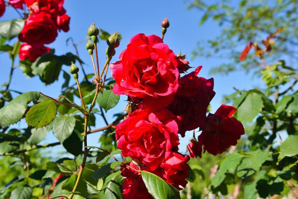 Garden view