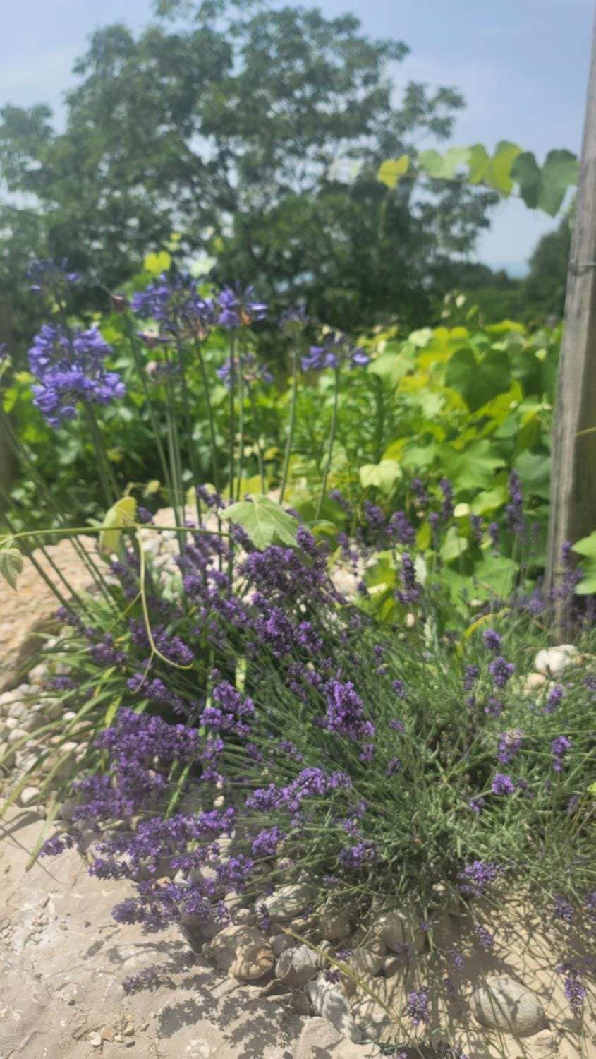 Day, Garden, Garden view