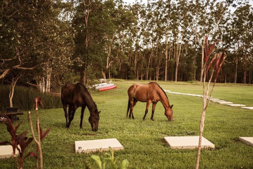 Animals