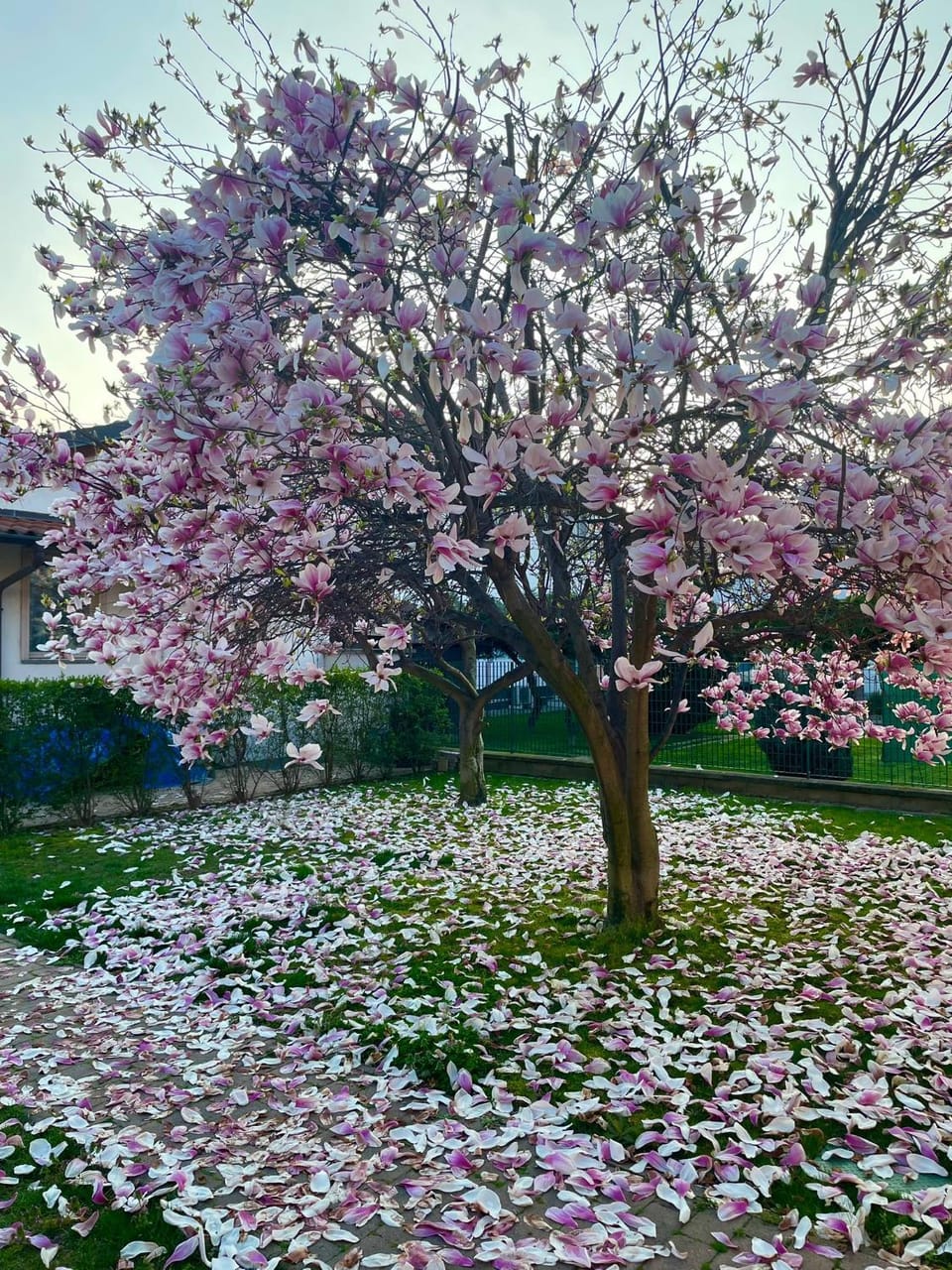 Garden, Garden, Garden view, Garden view