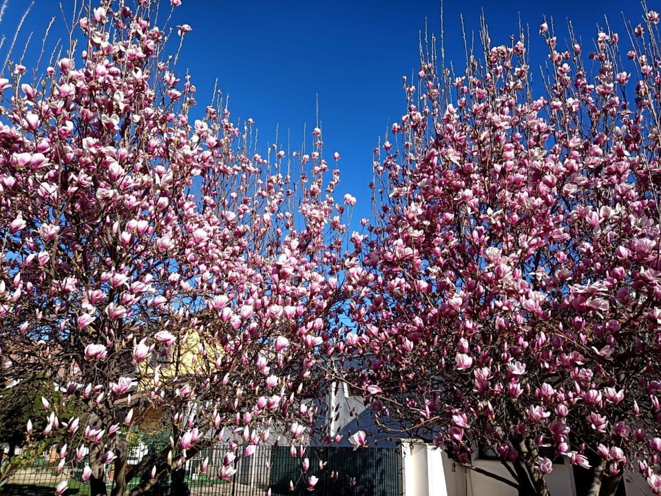 Spring, Day, Garden, Garden, Garden view, Garden view