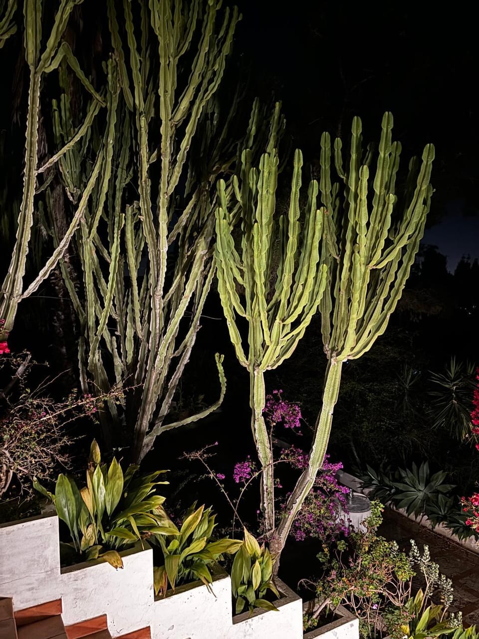Night, Garden, Garden view