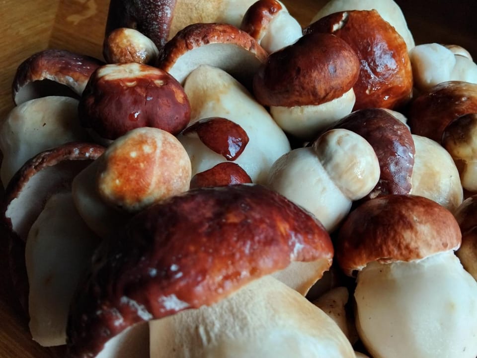 Eco village & resort Coric Country House in Montenegro