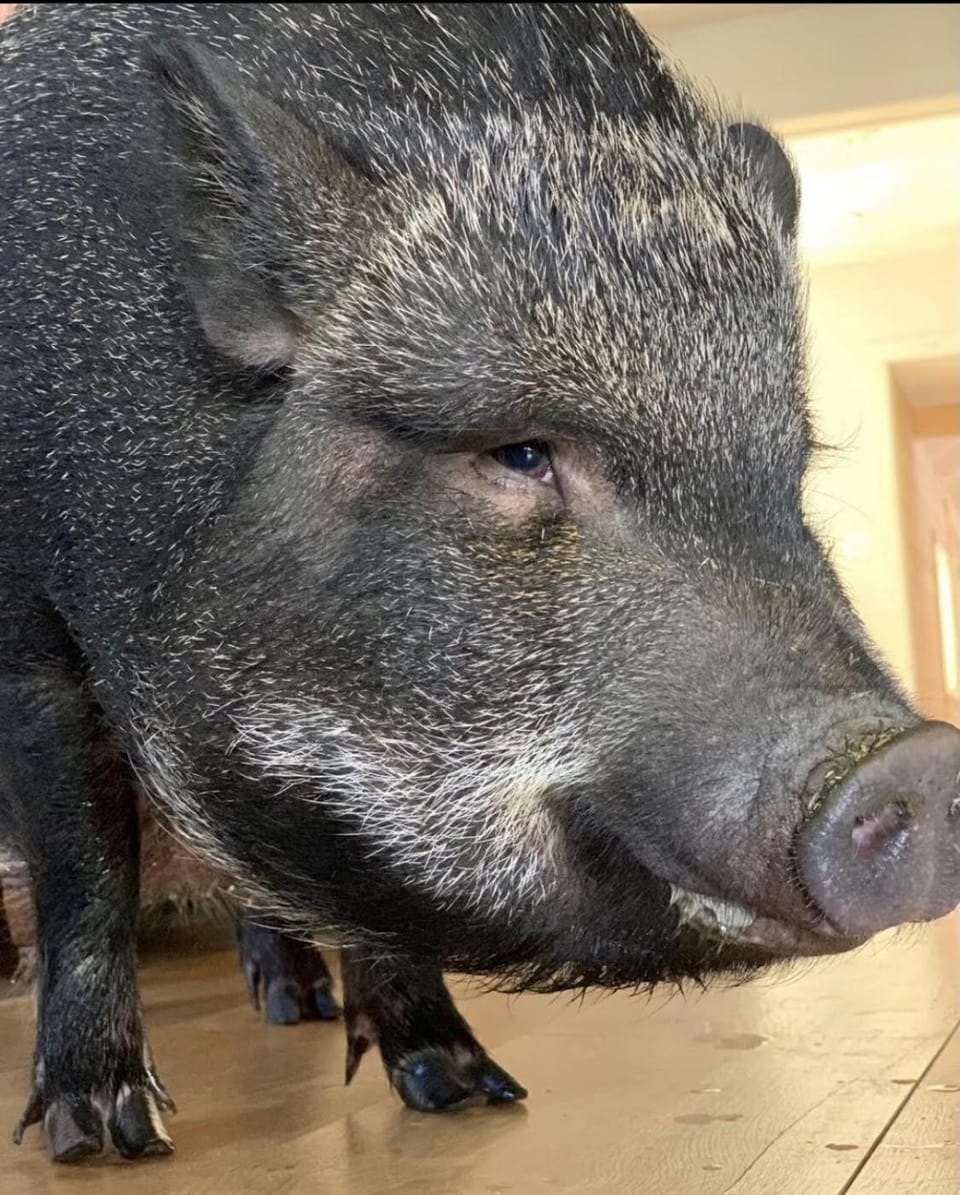 The Giddyup Getaway at The River Haven Sanctuary House in Rhode Island