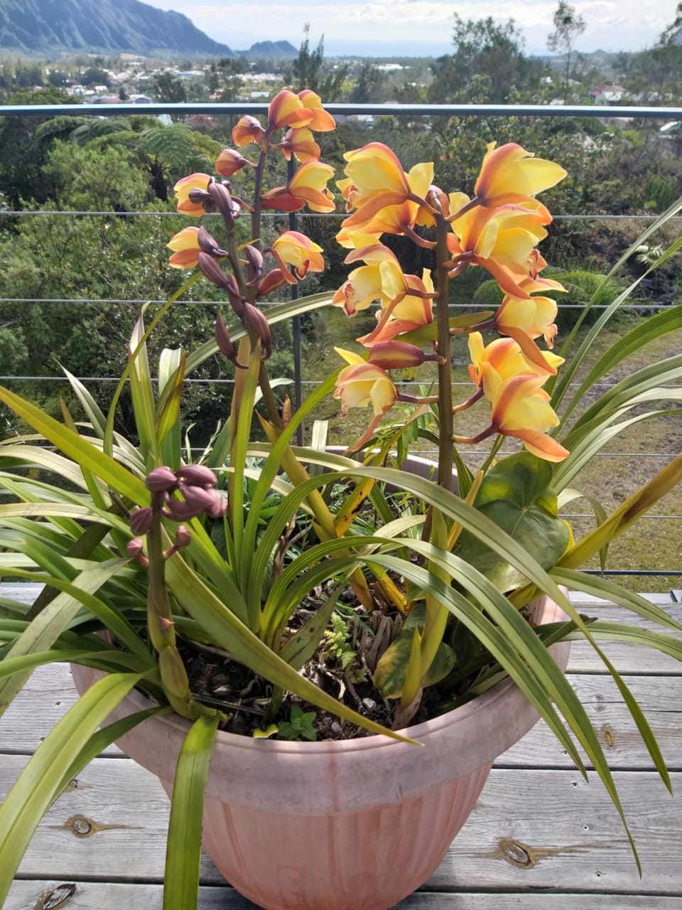 Garden view