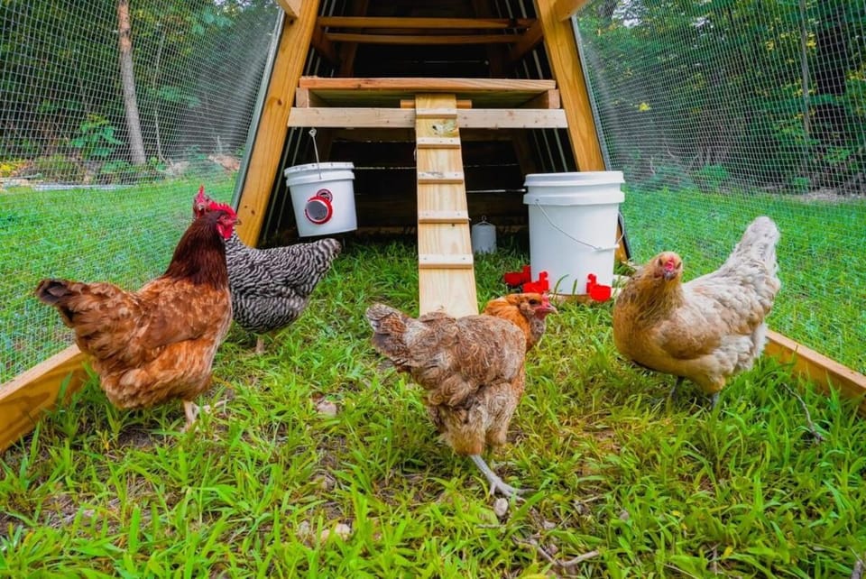 Rustic Cabin Retreat - Cozy Stove & Fresh Eggs Cabin in Missouri