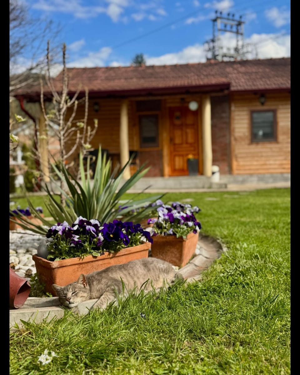 Property building, Spring, Day, Garden, Garden view