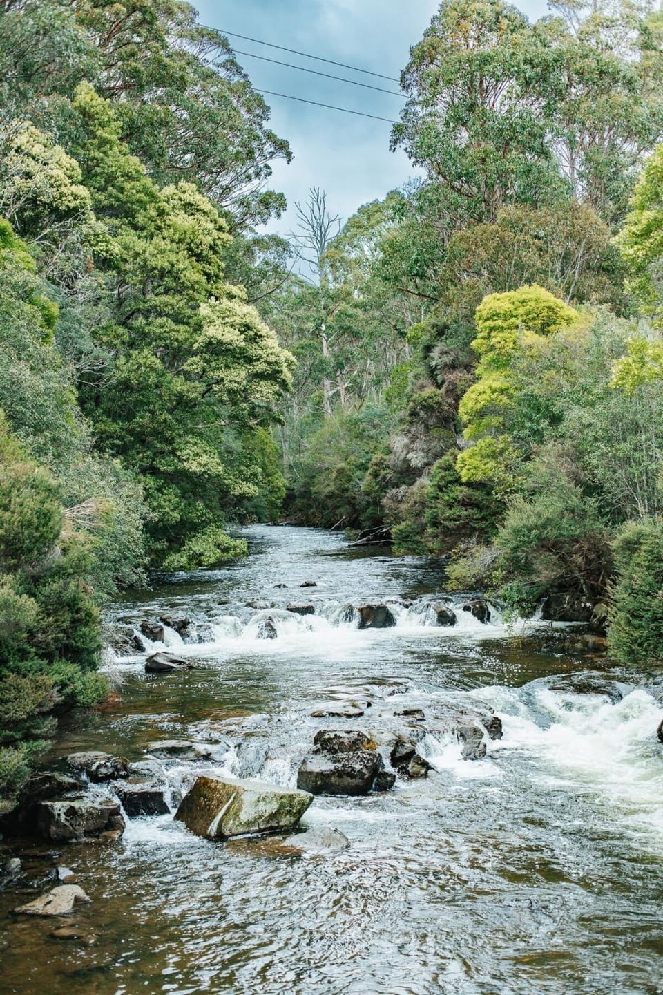 Fern Mt Field on Tyenna River House in Tasmania