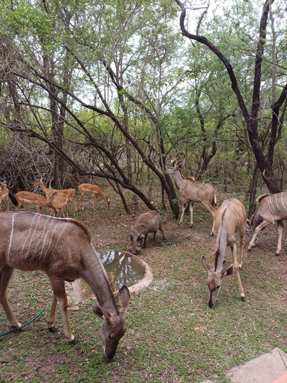Natural landscape, Animals