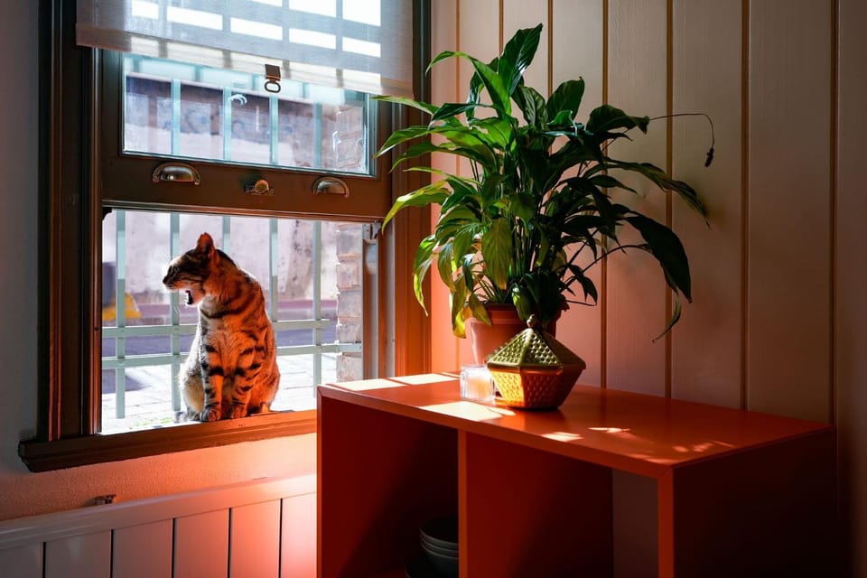 Pets, Pets