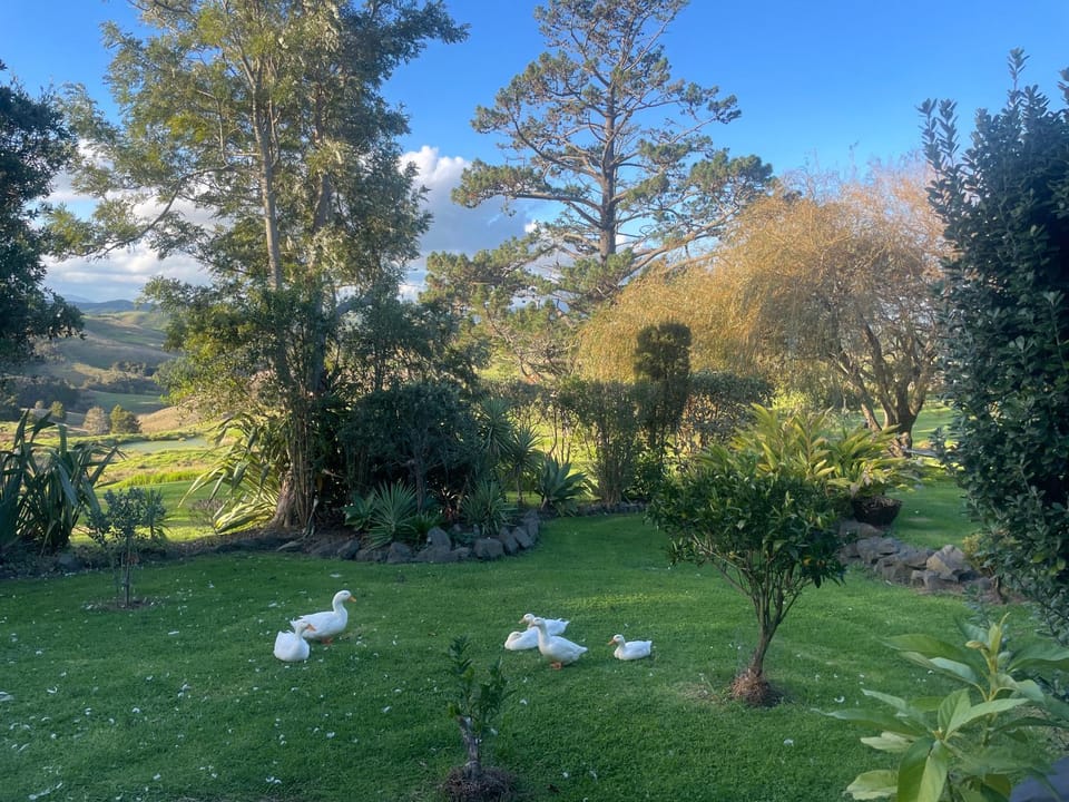 Animals, Pets, Garden view