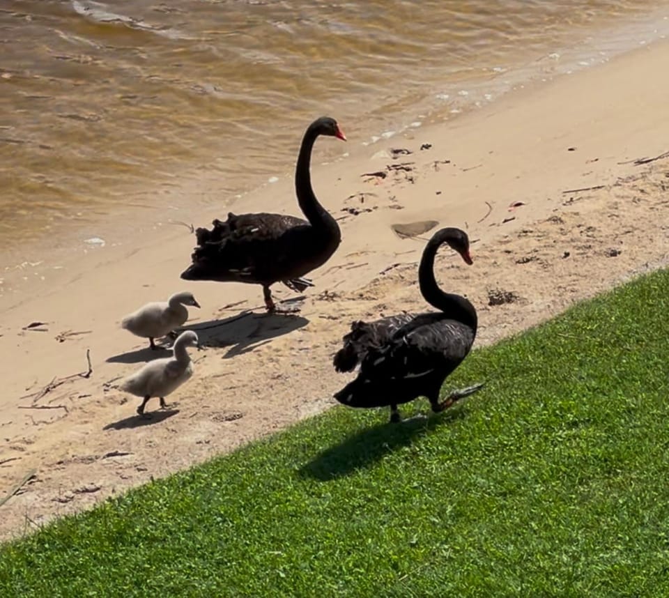 Garden, Beach, Beach, Garden view, Lake view, Lake view, River view, River view