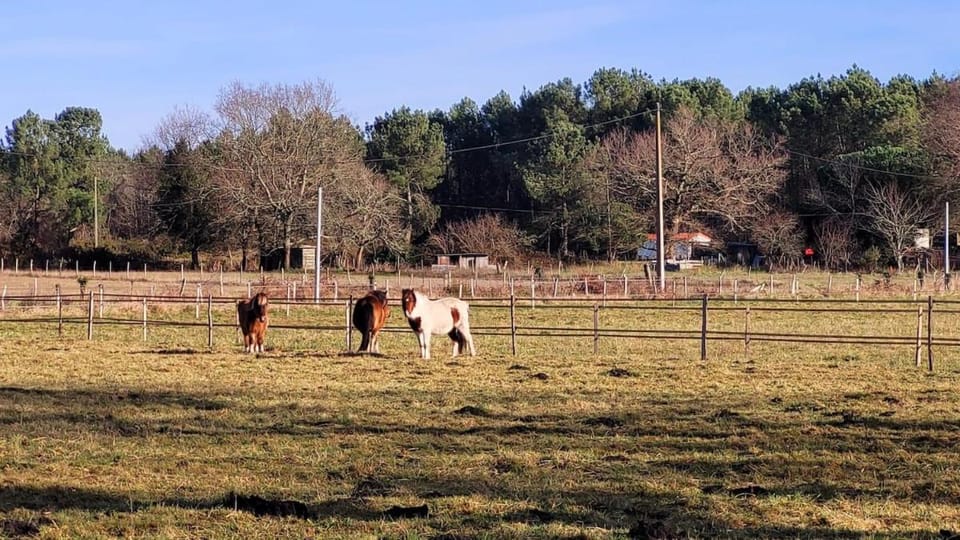 Joli gîte dans une installation équestre Apartment in Nouvelle-Aquitaine