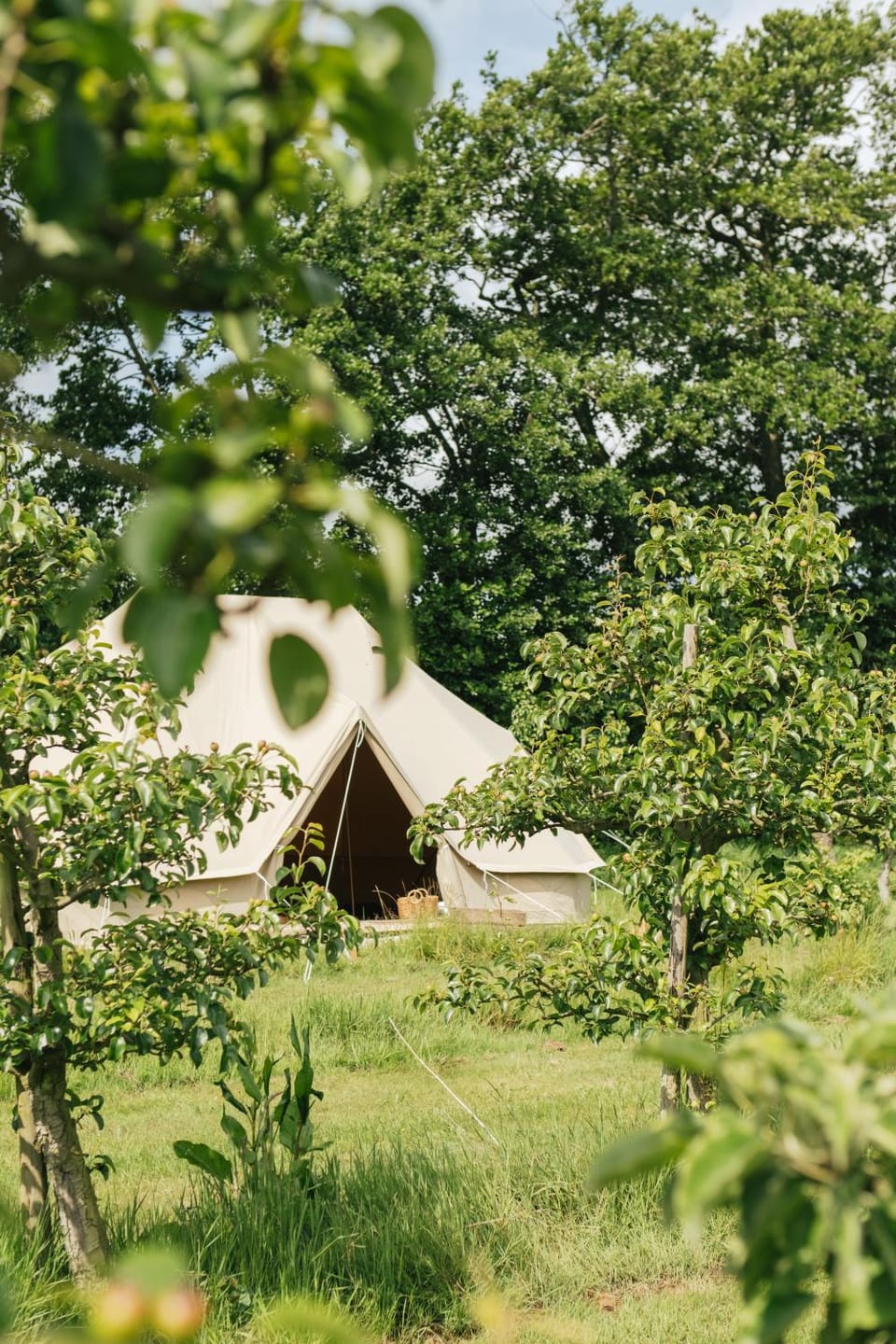 Eco Farm Camping 'de Waeldernis' Luxury tent in North Holland (province)