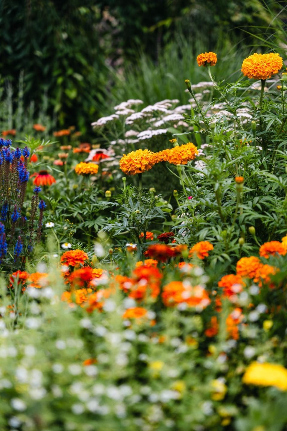 Natural landscape, Garden