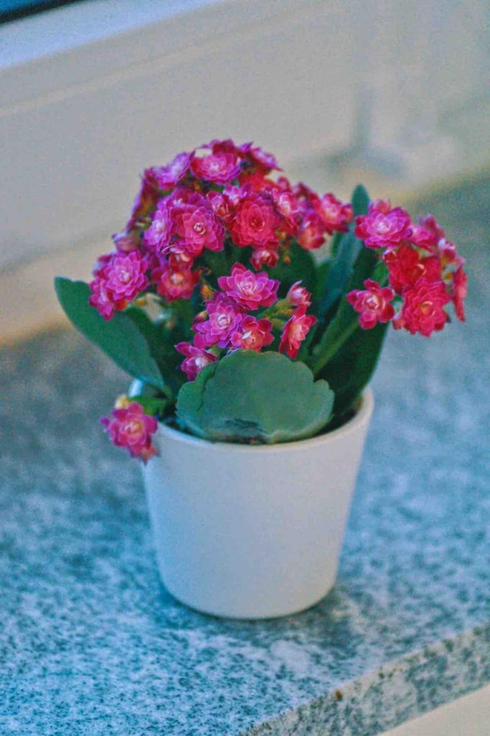 Tulip apartment with your private entrance Apartment in Kassel