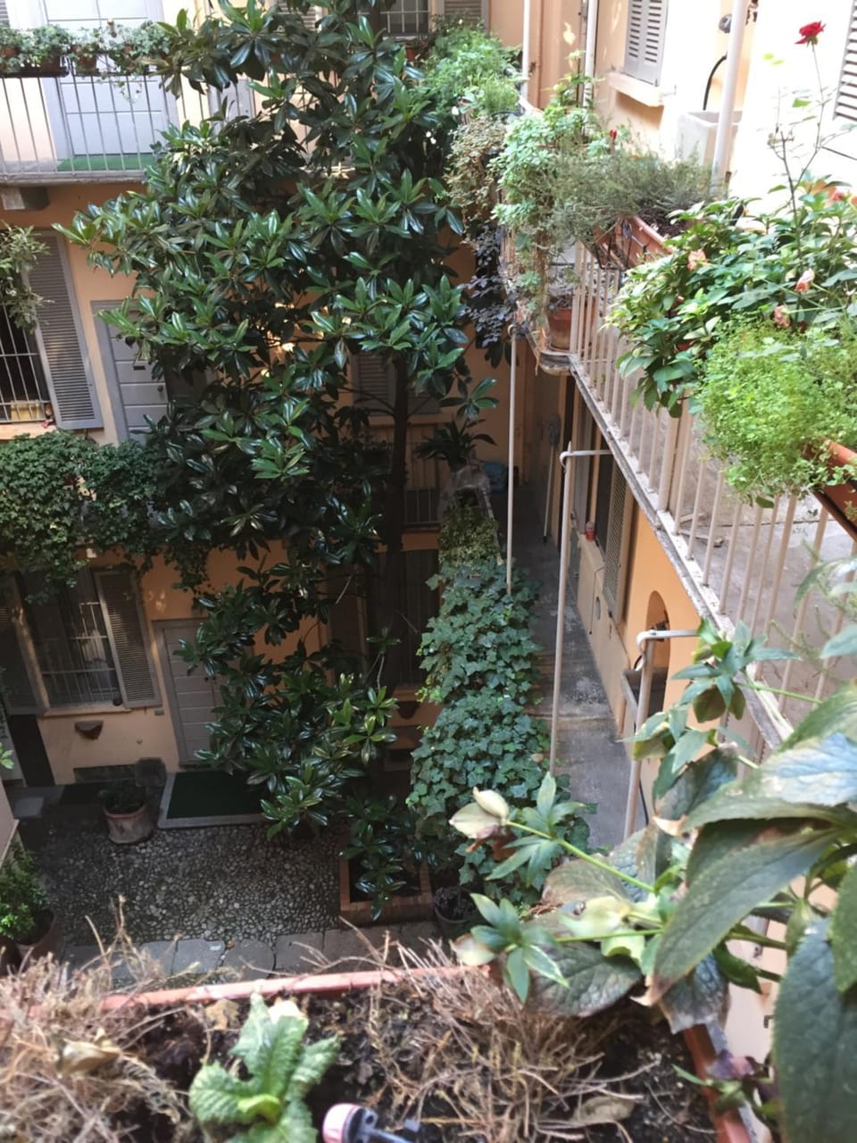 Garden view
