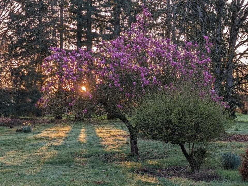 Natural landscape, Garden, Garden, Garden view