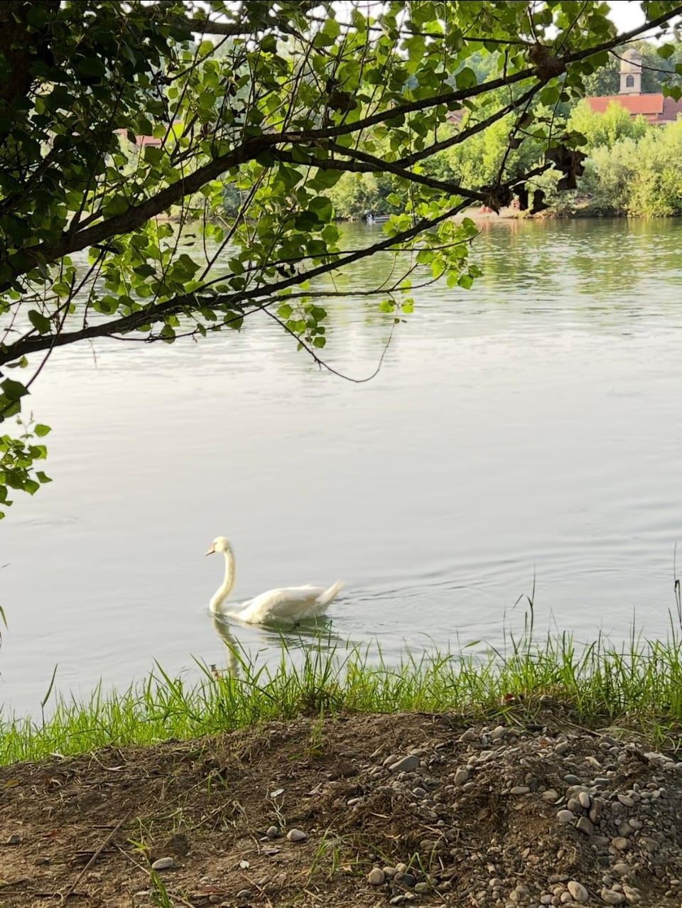 Day, Natural landscape, Beach, Animals