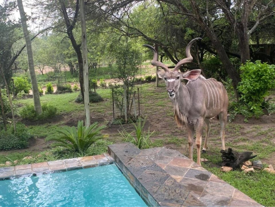 Natural landscape, Garden, Animals, Pool view, Swimming pool