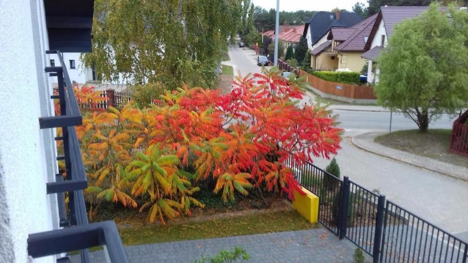 Garden, Street view