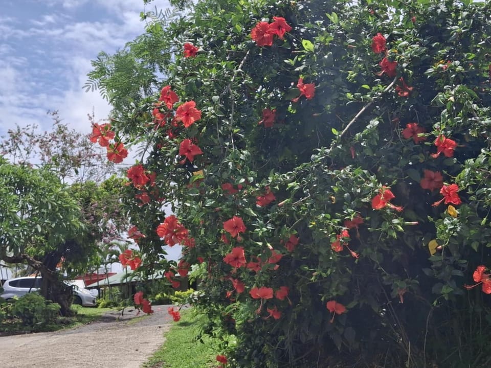 Natural landscape, Garden, Garden