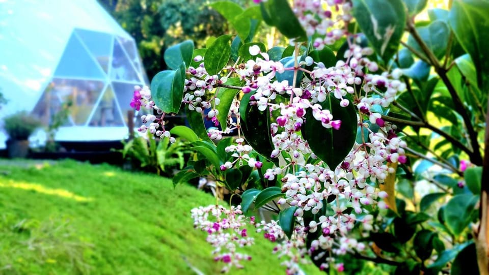 Natural landscape, Garden