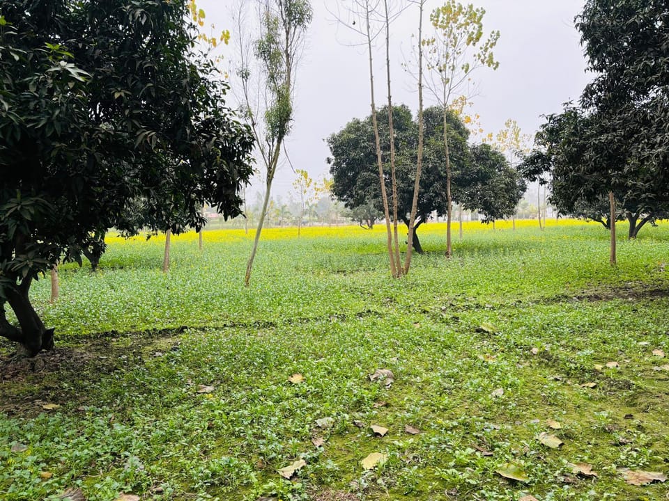 Garden