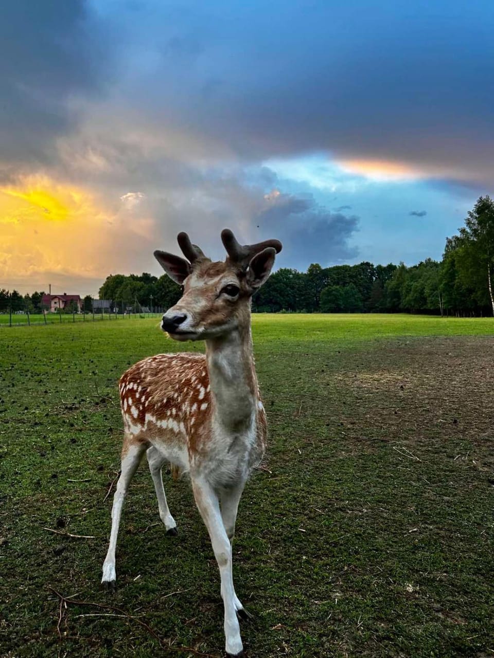 Animals