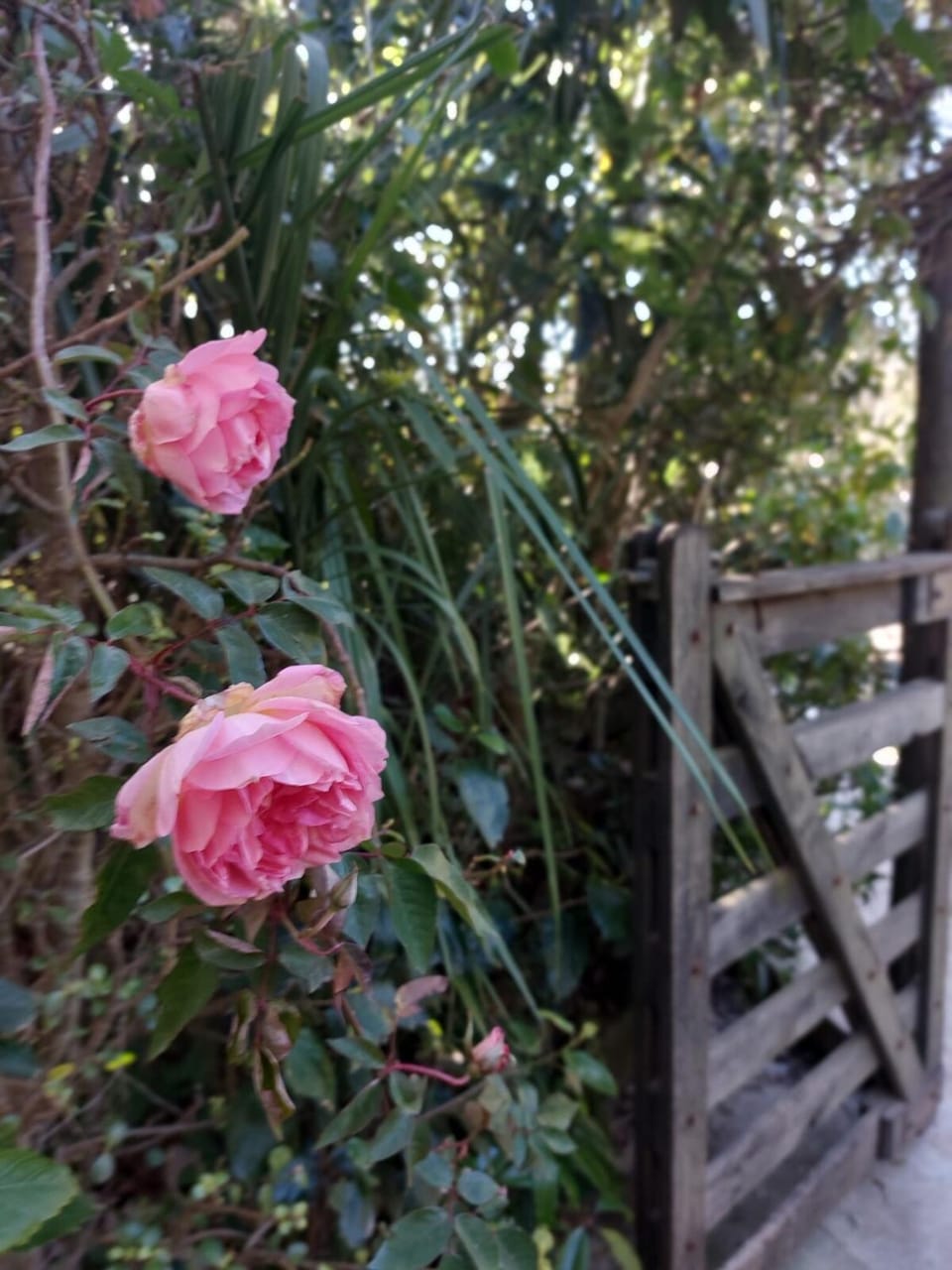 Garden, Garden view