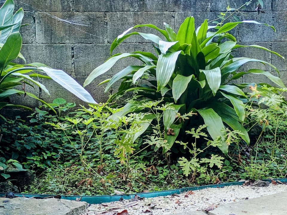 Quiet Old House with Garden in Botafogo House in Santa Teresa