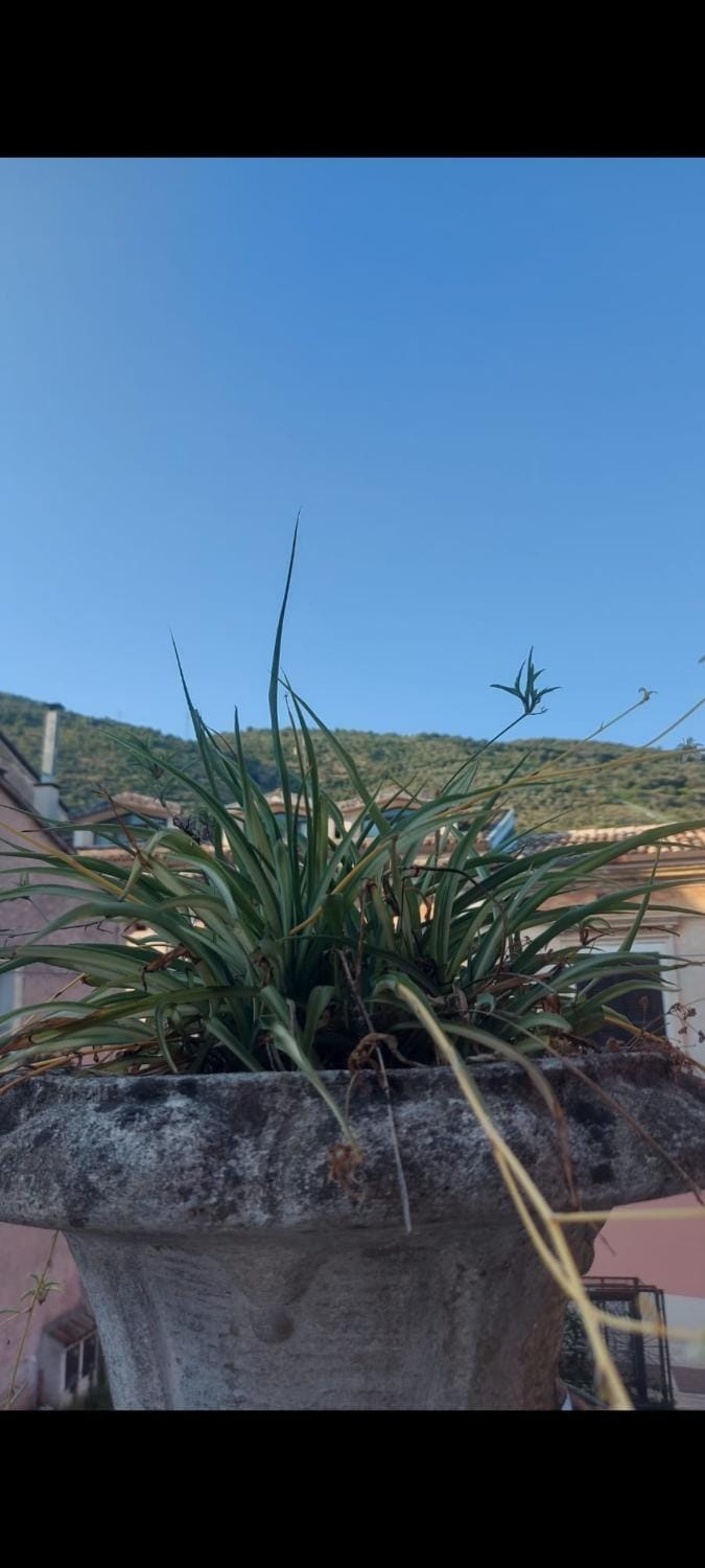 L'Angolo Rosa B&B Bed and Breakfast in Campania