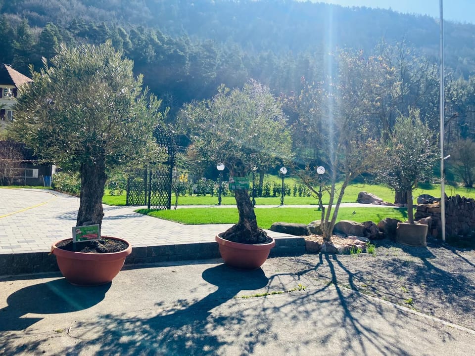 Garden, View (from property/room), Balcony/Terrace, Mountain view