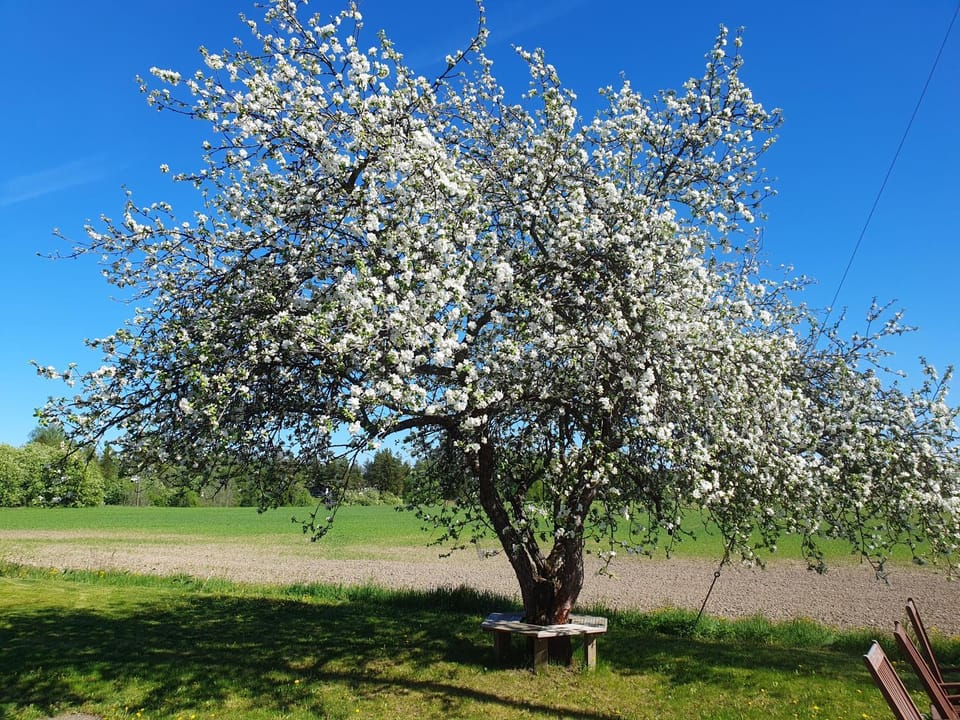 Natural landscape, Garden, Garden view