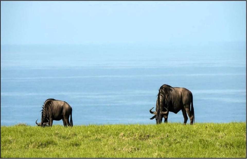 Neighbourhood, Animals