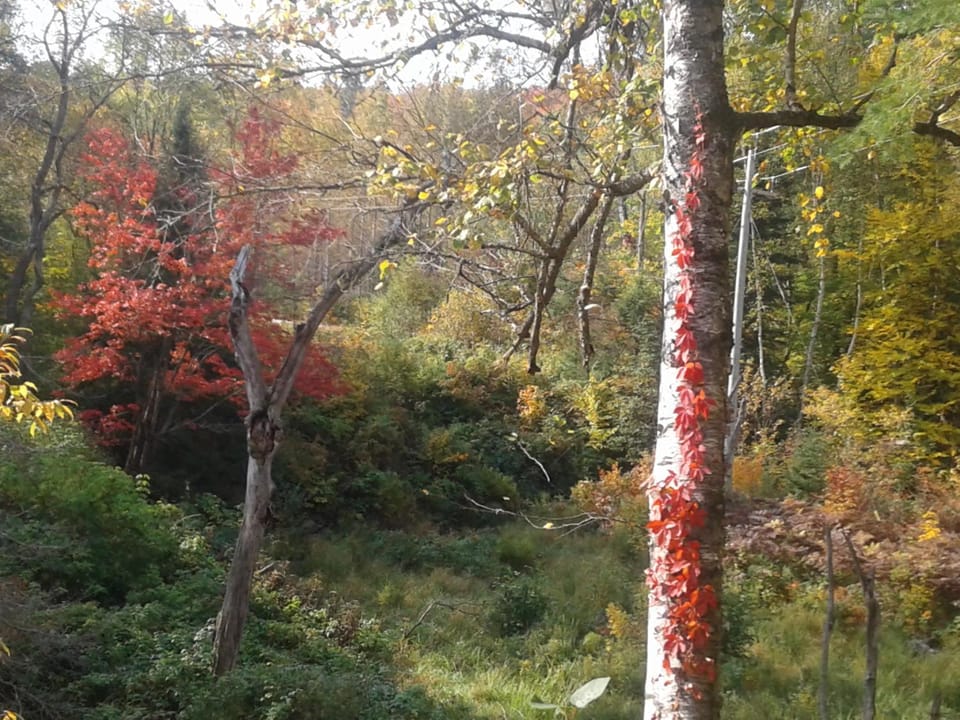View (from property/room), Autumn