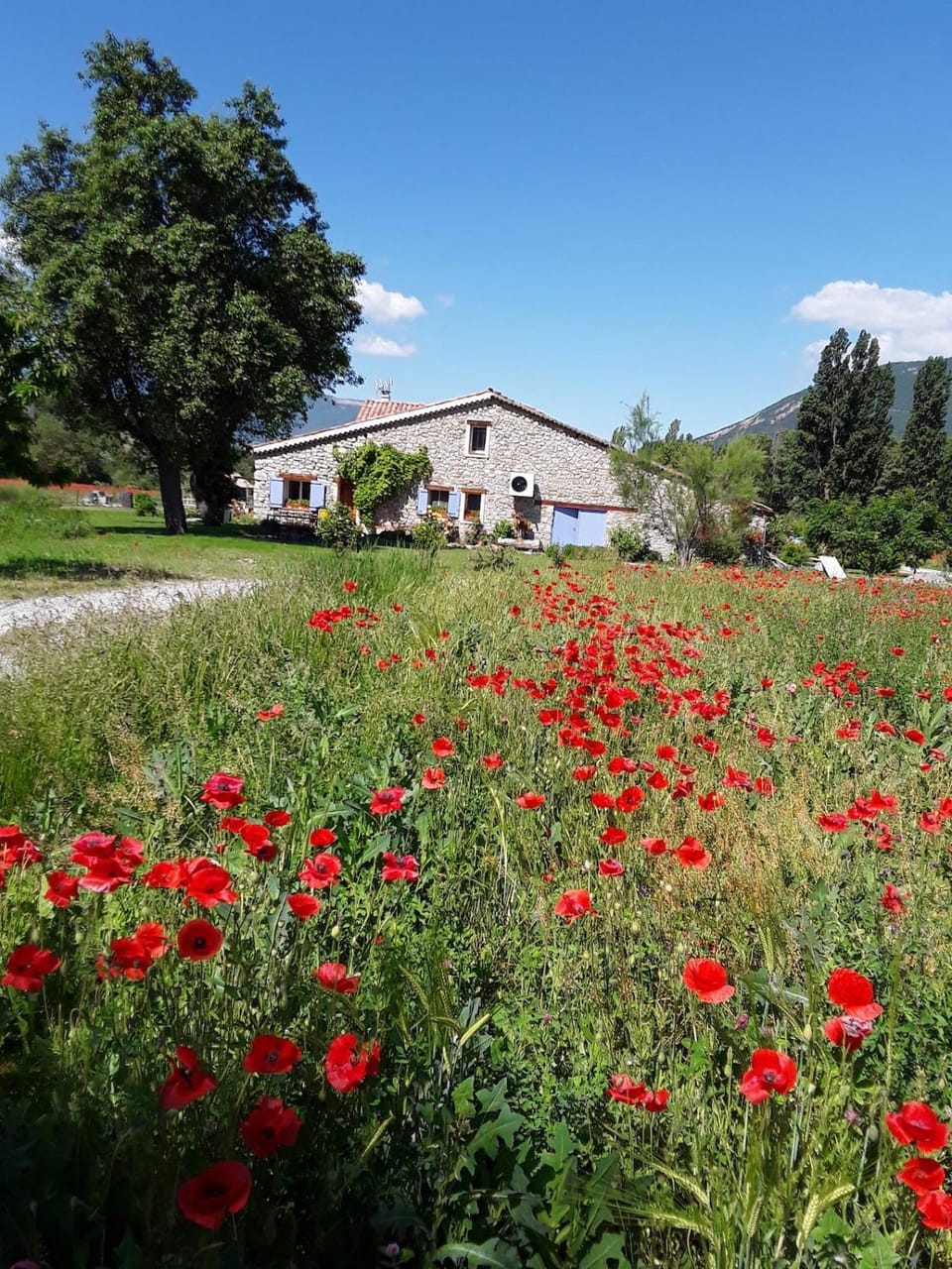 Renovated farm, ferme rénovée House in Provence-Alpes-Côte d'Azur