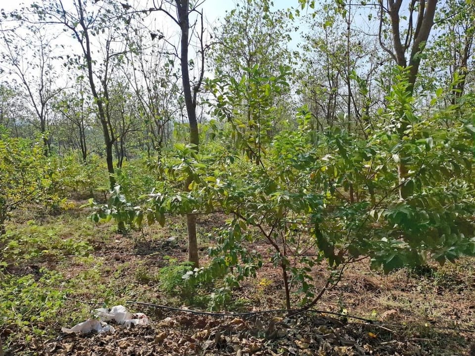 25 acres of picturesque farm House in Andhra Pradesh