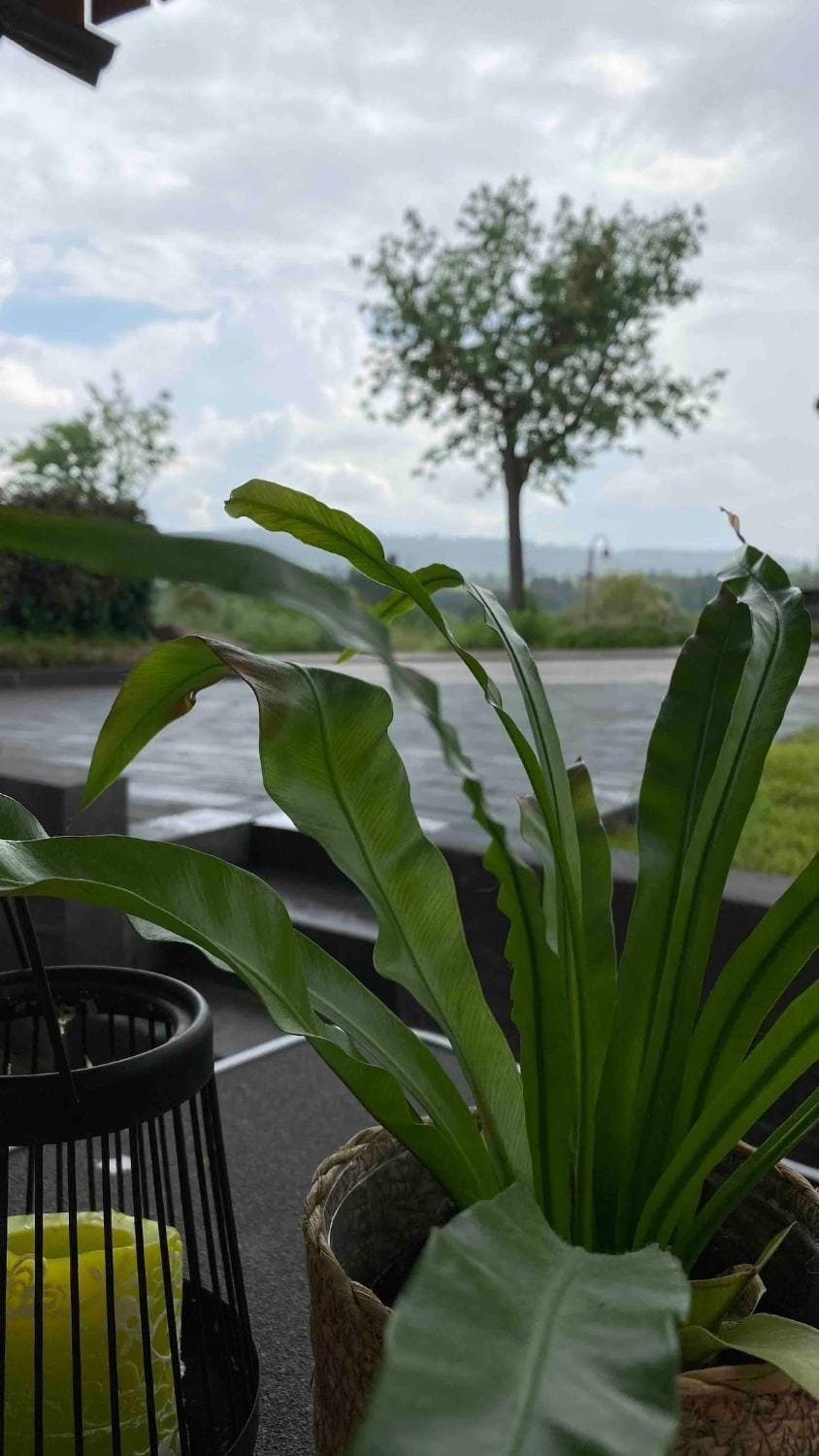 Natural landscape, View (from property/room), Garden view