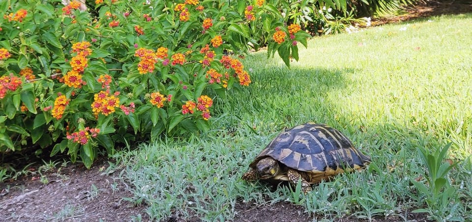 Garden, Animals, Garden view
