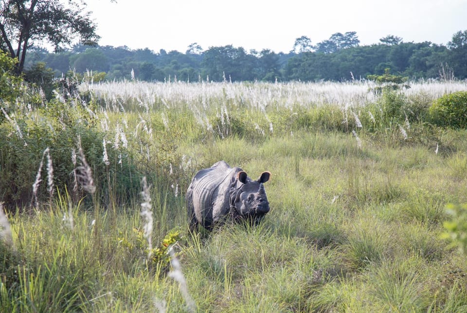 Off site, Natural landscape, Activities, Animals