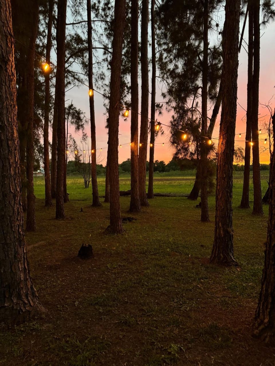 Natural landscape, Garden, Garden view, Sunset