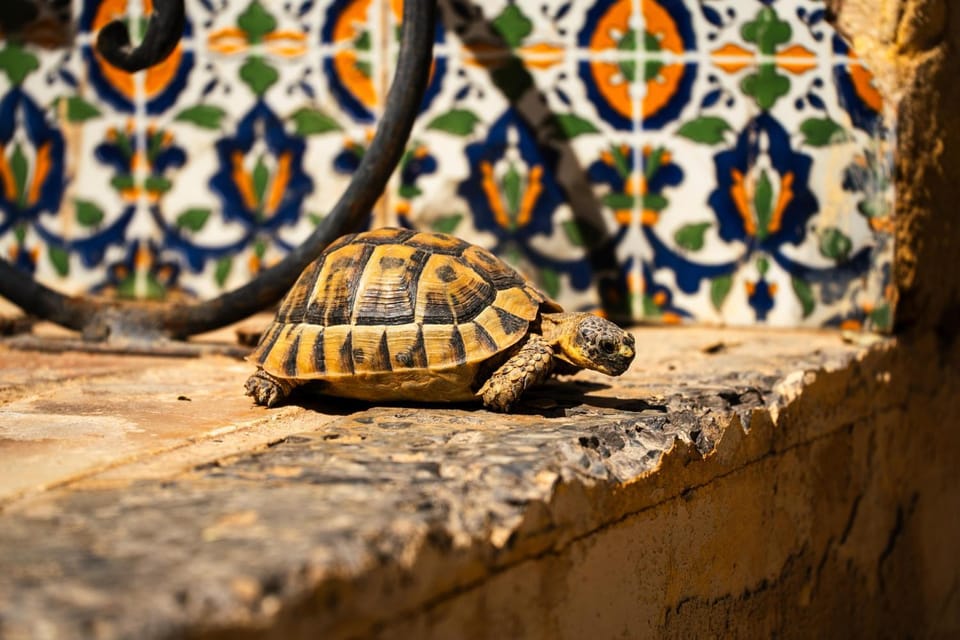 Maison hôte Dar Traki Bed and Breakfast in Tunisia