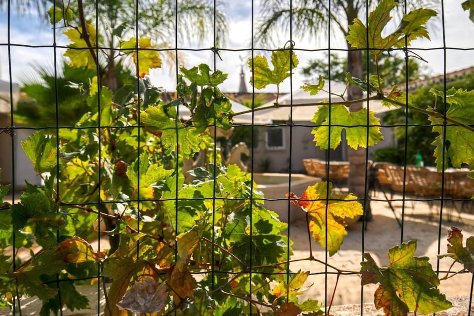 Patio, Garden, Garden view