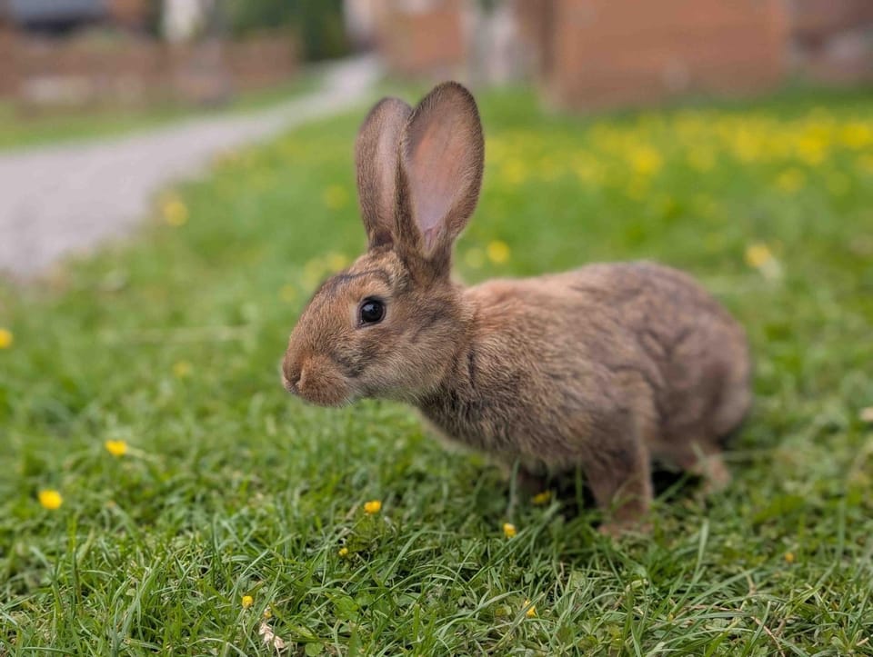 Spring, Day, Animals