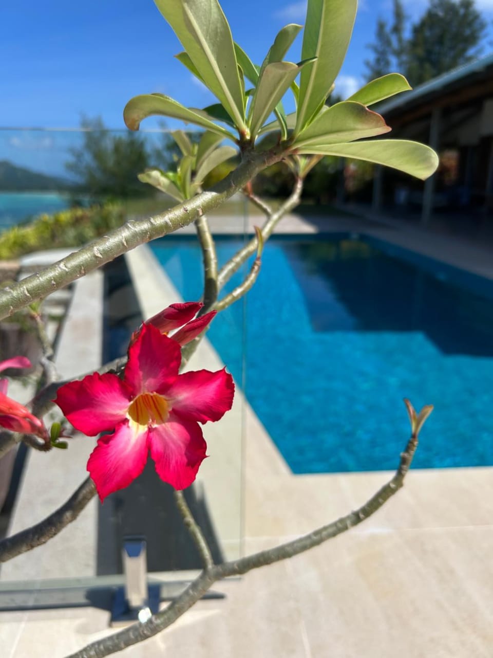 Garden, Garden, Garden view, Garden view, Swimming pool
