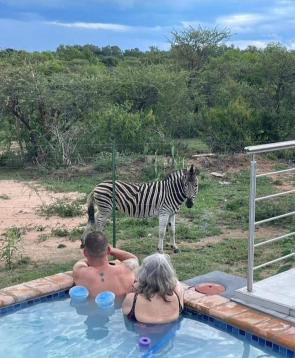 Animals, Swimming pool